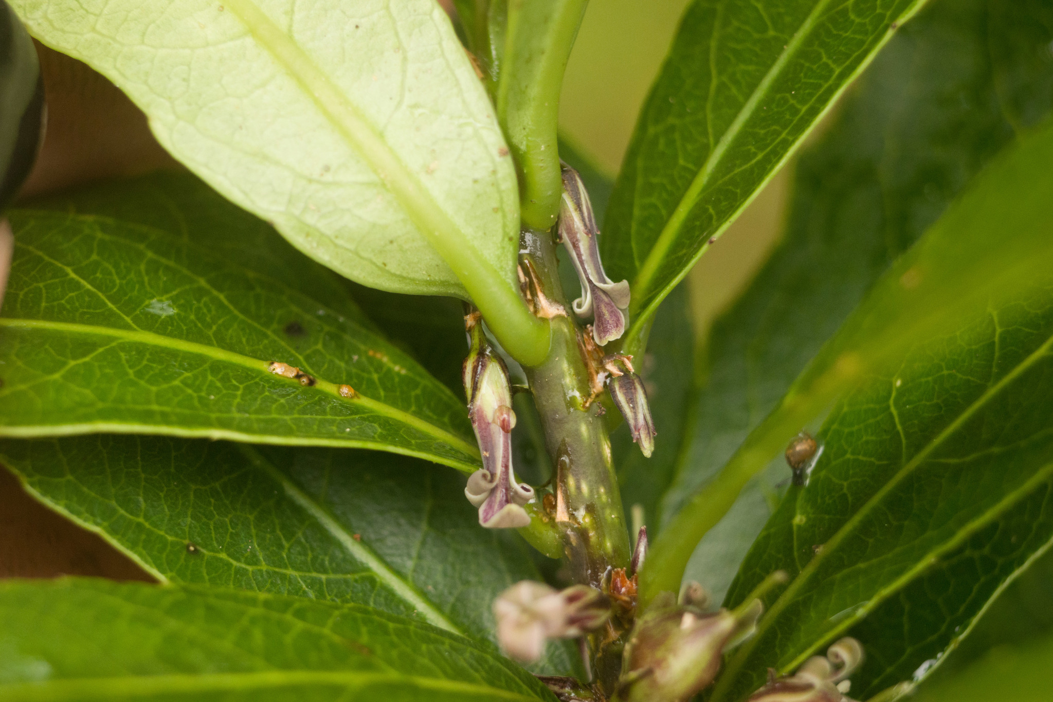 Isodendrion laurifolium