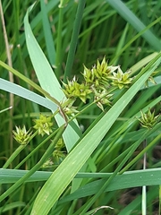 Carex
