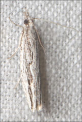 Holocola melanographa