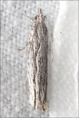 Holocola melanographa