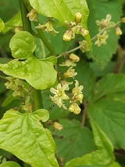 Dioscorea communis