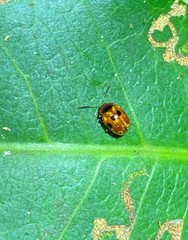 Tinosis decemmaculata