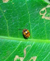 Tinosis decemmaculata