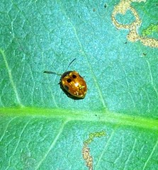 Tinosis decemmaculata