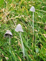 Coprinopsis friesii