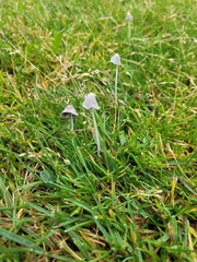 Coprinopsis friesii