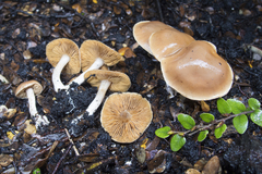 Cortinarius saturniorum