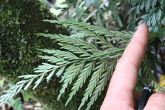 Asplenium appendiculatum