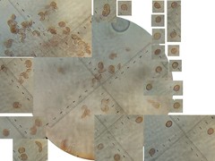 Gymnopilus austropicreus