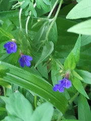 Aegonychon purpurocaeruleum