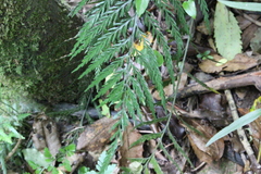 Asplenium appendiculatum