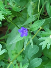 Aegonychon purpurocaeruleum