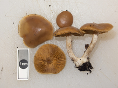 Cortinarius saturniorum