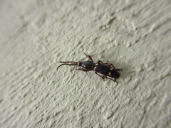 Orfilaia vulsellata