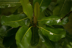 Planchonella sandwicensis