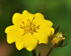 Potentilla nervosa