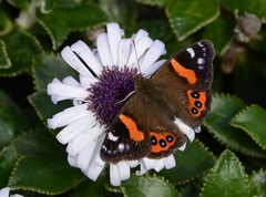 Vanessa gonerilla ida