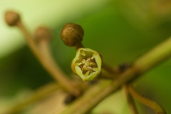 Planchonella sandwicensis