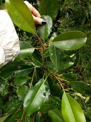 Planchonella sandwicensis