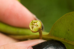 Planchonella sandwicensis