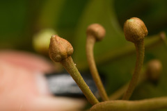 Planchonella sandwicensis