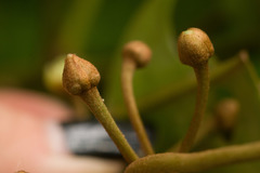 Planchonella sandwicensis