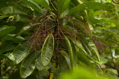 Charpentiera tomentosa