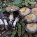 Cortinarius taylorianus - Photo (c) Jerry Cooper, some rights reserved (CC BY), uploaded by Jerry Cooper