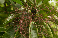 Charpentiera tomentosa