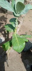 Calotropis procera