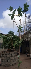 Calotropis procera