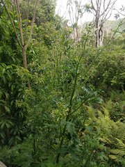 Erechtites valerianifolius