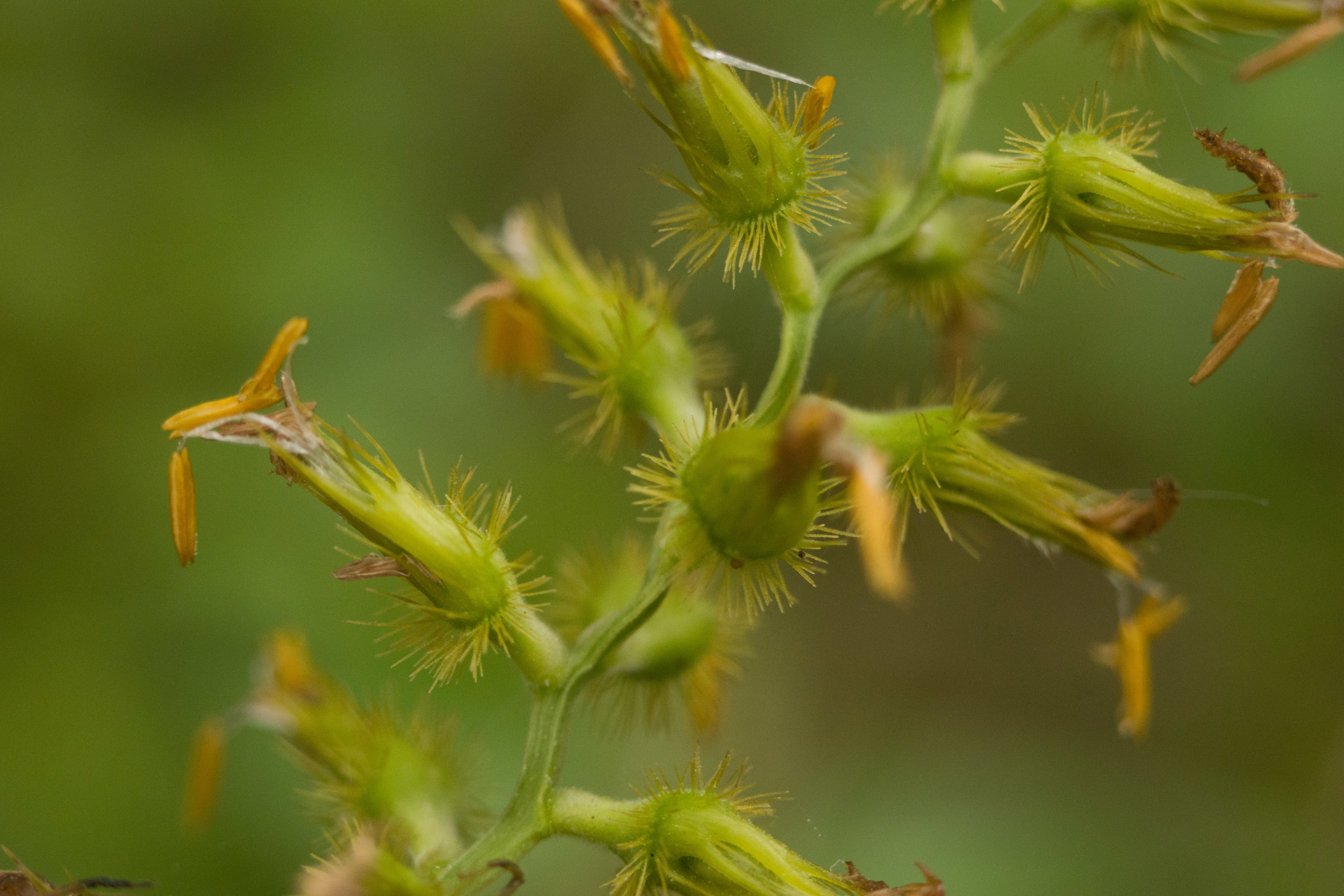 Cenchrus agrimonioides