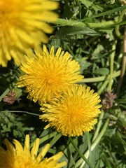 Taraxacum officinale