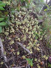Peperomia tetraphylla