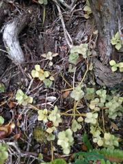 Peperomia tetraphylla