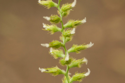 Cenchrus agrimonioides