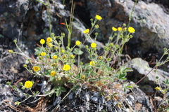 Potentilla nivea