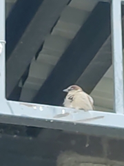 Passer domesticus
