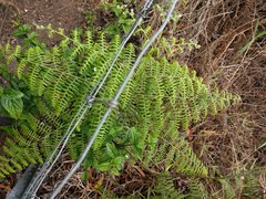 Pteridium aquilinum decompositum