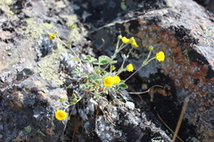 Potentilla nivea
