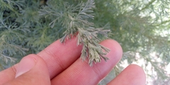 Artemisia abrotanum