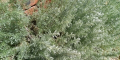 Artemisia abrotanum
