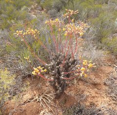 Tylecodon paniculatus × wallichii