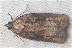 Cryptoptila australana