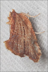 Glyphidoptera polymita