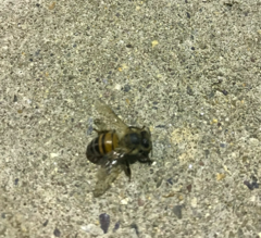 Apis mellifera