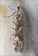 Holocola triangulana