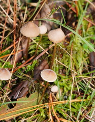 Mycena austrofilopes
