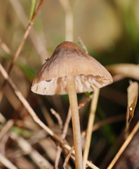 Mycena austrofilopes
